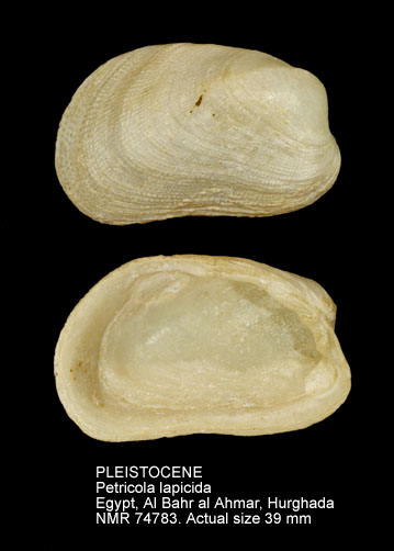 PLEISTOCENE Petricola lapicida.jpg - PLEISTOCENE Petricola lapicida (Gmelin,1791)